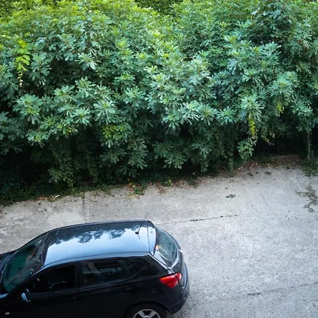 Jankovic أراندجيلوفاك